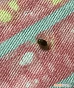 布艺沙发有虫子怎么办，布艺沙发有虫咯吱响要怎么处理