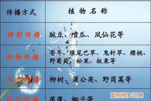 植物传播种子的方法，哪些植物传播种子的方法有哪些