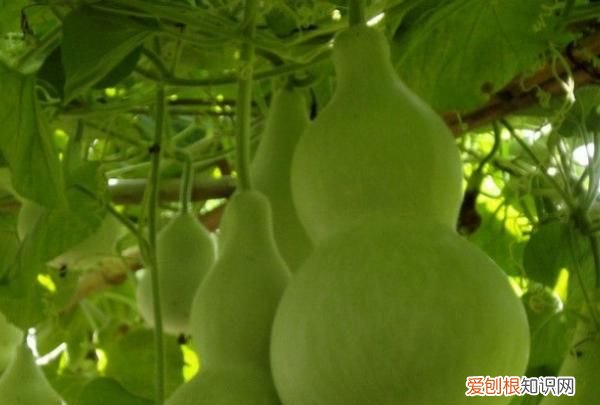 葫芦代表什么寓意，葫芦与中医寓意名言