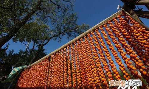 陕西富平柿子耐寒,富平柿子村观赏时间