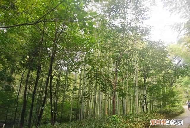 杭州新西湖十景有哪些