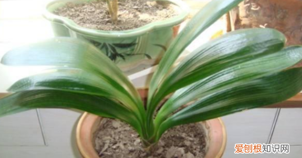 君子兰烂叶用什么药，君子兰烂根用什么消毒