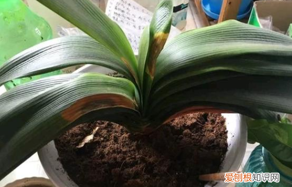 君子兰烂叶用什么药，君子兰烂根用什么消毒