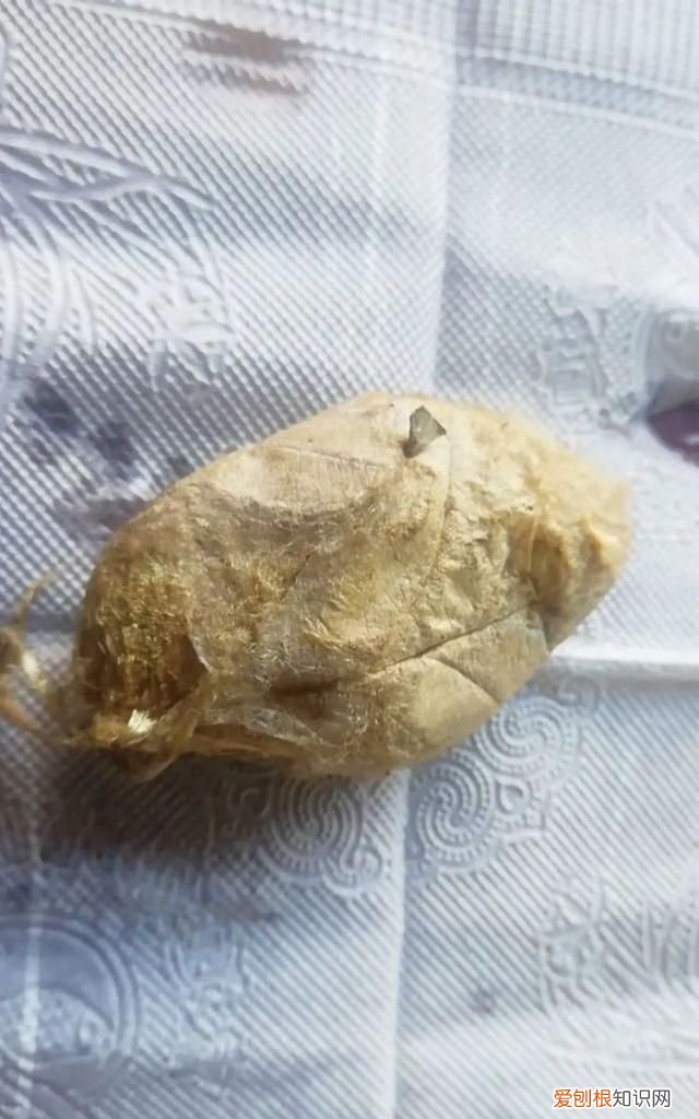 老满洲旗人喜欢吃的蚕茧蚕蛹,山东传统菜蚕蛹