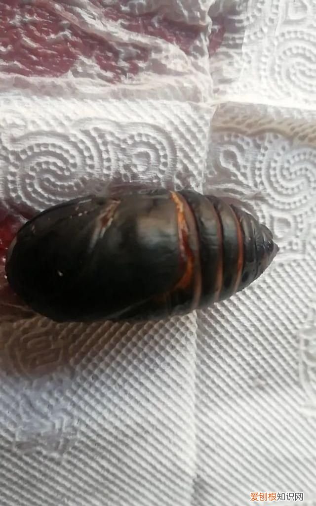 老满洲旗人喜欢吃的蚕茧蚕蛹,山东传统菜蚕蛹