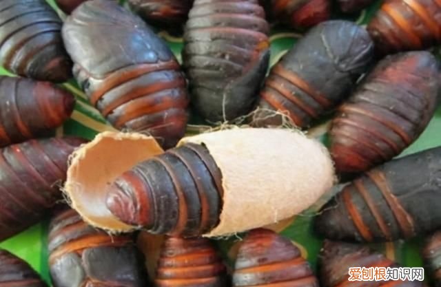 老满洲旗人喜欢吃的蚕茧蚕蛹,山东传统菜蚕蛹