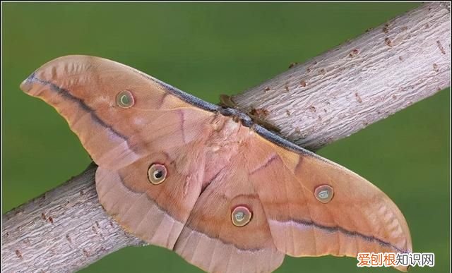 老满洲旗人喜欢吃的蚕茧蚕蛹,山东传统菜蚕蛹