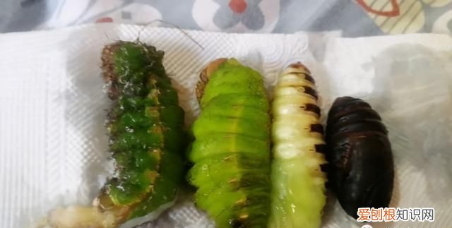 老满洲旗人喜欢吃的蚕茧蚕蛹,山东传统菜蚕蛹