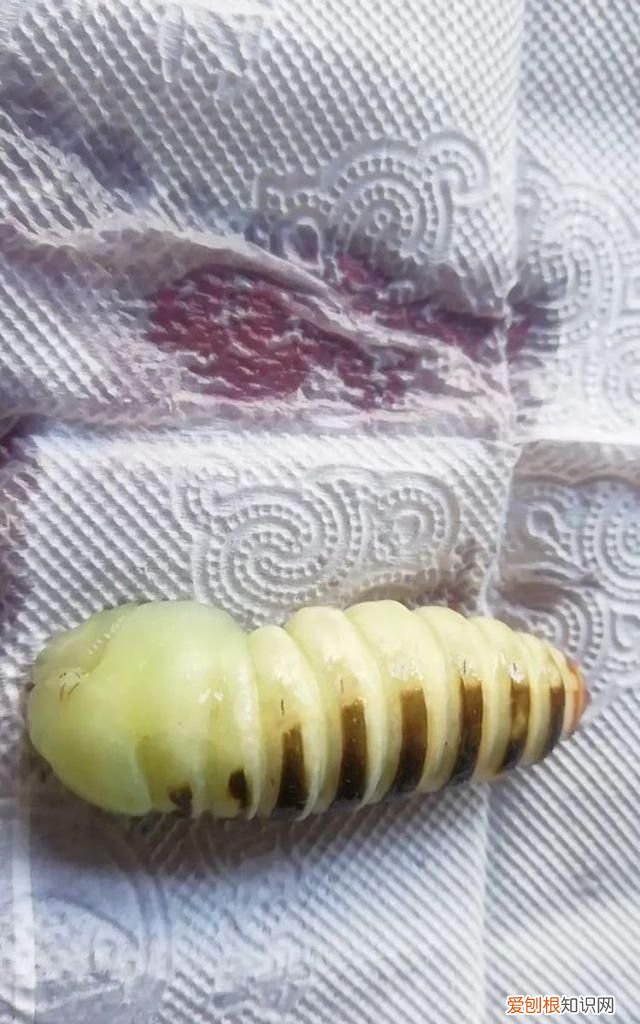 老满洲旗人喜欢吃的蚕茧蚕蛹,山东传统菜蚕蛹