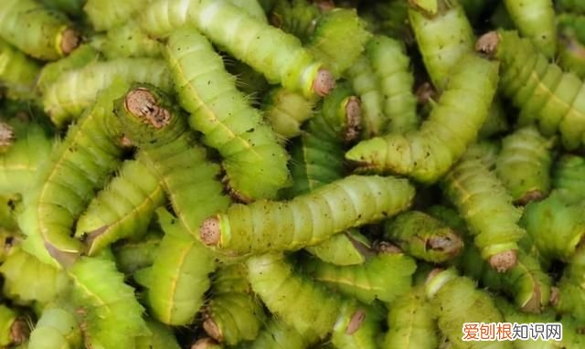 老满洲旗人喜欢吃的蚕茧蚕蛹,山东传统菜蚕蛹