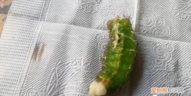 老满洲旗人喜欢吃的蚕茧蚕蛹,山东传统菜蚕蛹