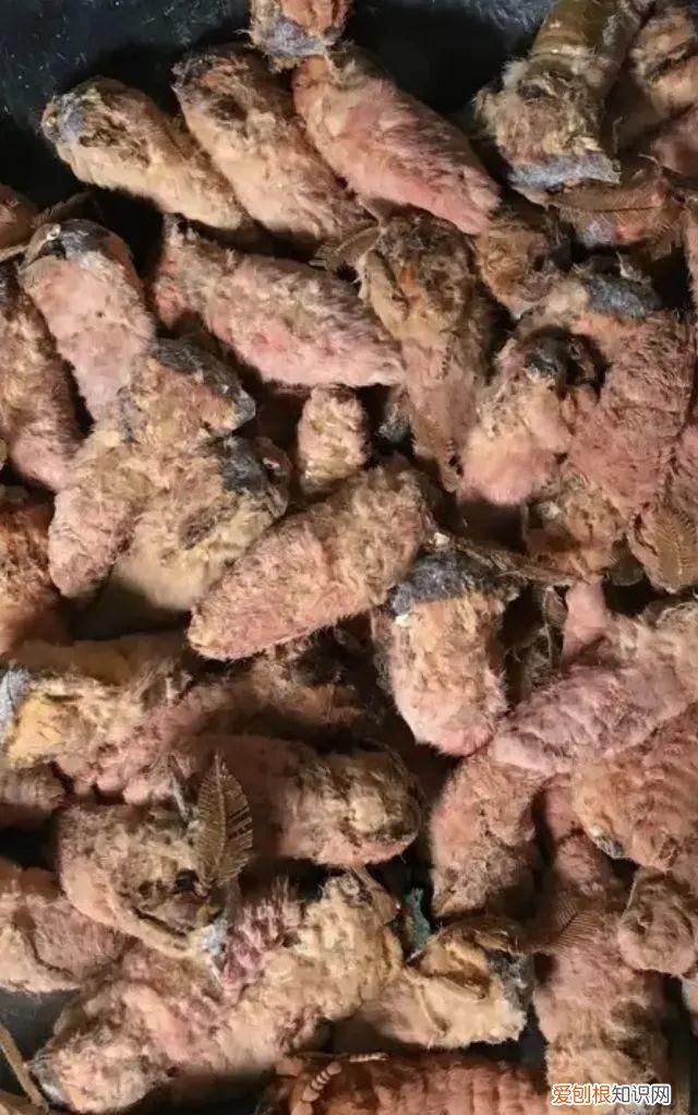 老满洲旗人喜欢吃的蚕茧蚕蛹,山东传统菜蚕蛹