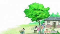 桂花雨划分段落