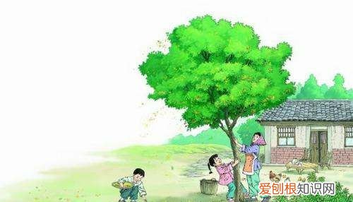 桂花雨划分段落