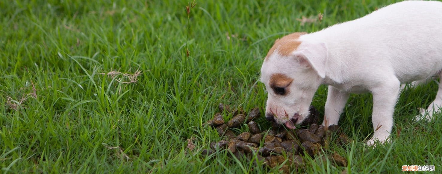狗狗为什么爱吃大便？ 狗吃自己的屎