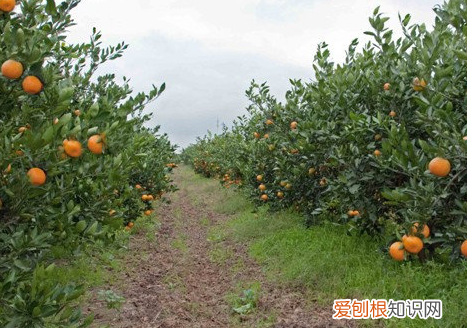 崇明岛旅游景点都有哪些 崇明旅游