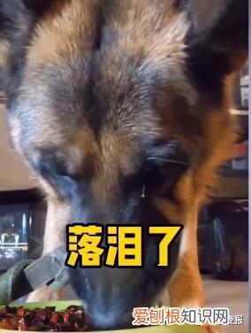 宠物博主让狗当大胃王怎么回事 宠物博主让狗当大胃王