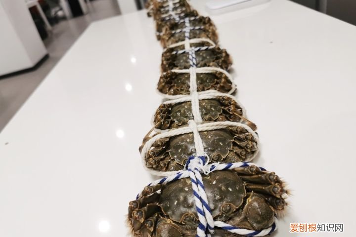 螃蟹死了为啥不能吃? 死螃蟹可以吃吗