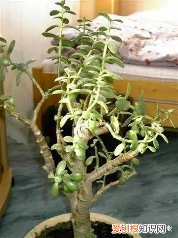 植物玉树（景天树 景天树的养殖方法和注意事项 的养护和介绍）