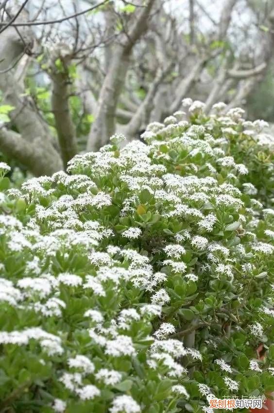 植物玉树（景天树 景天树的养殖方法和注意事项 的养护和介绍）