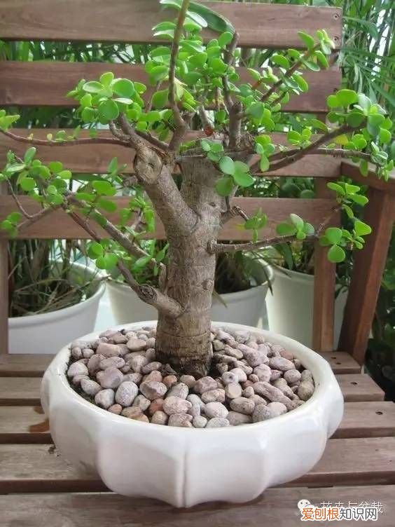 植物玉树（景天树 景天树的养殖方法和注意事项 的养护和介绍）