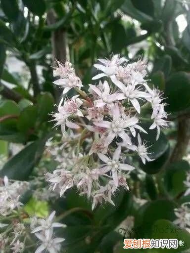 植物玉树（景天树 景天树的养殖方法和注意事项 的养护和介绍）