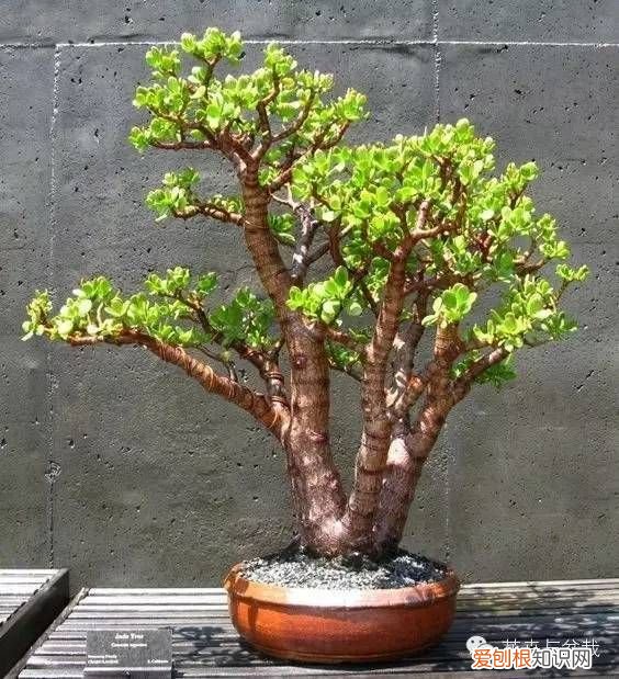 植物玉树（景天树 景天树的养殖方法和注意事项 的养护和介绍）