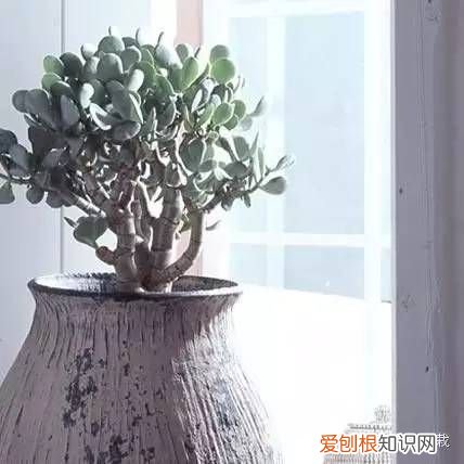 植物玉树（景天树 景天树的养殖方法和注意事项 的养护和介绍）