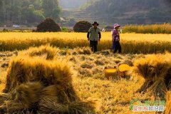 小满气候、农事谚语大全 小满节气诗谚