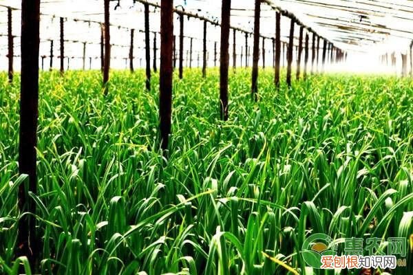 小满气候、农事谚语大全 小满节气诗谚