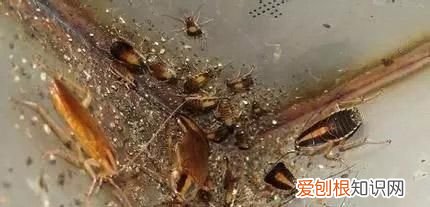 死蟑螂怎么处理，刚喝完水发现水壶里有只死蟑螂恶心怎么办