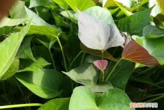 植物汁液弄衣服上怎么洗，红薯秧子尽弄衣服上怎么洗掉