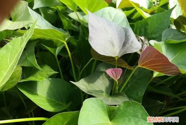 植物汁液弄衣服上怎么洗，红薯秧子尽弄衣服上怎么洗掉