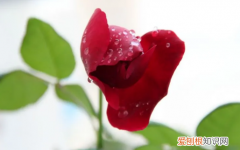 如何区分玫瑰是否可以食用