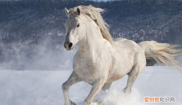 诗词大会杜甫绝句解析,诗词大会李贺解析