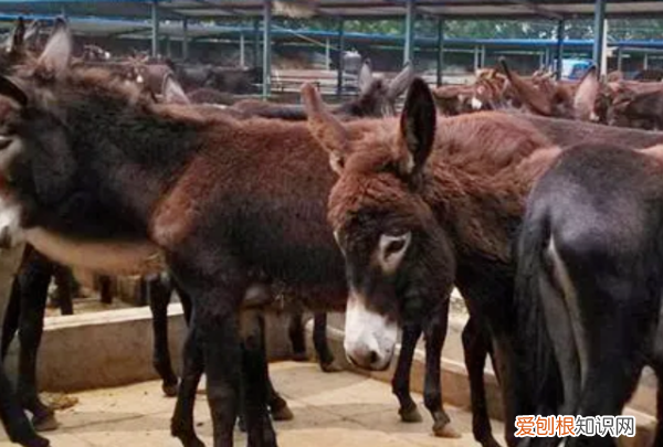 雪貂好养，穷人养殖业什么最稳