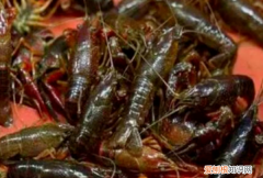 雪貂好养，穷人养殖业什么最稳