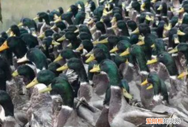 雪貂好养，穷人养殖业什么最稳