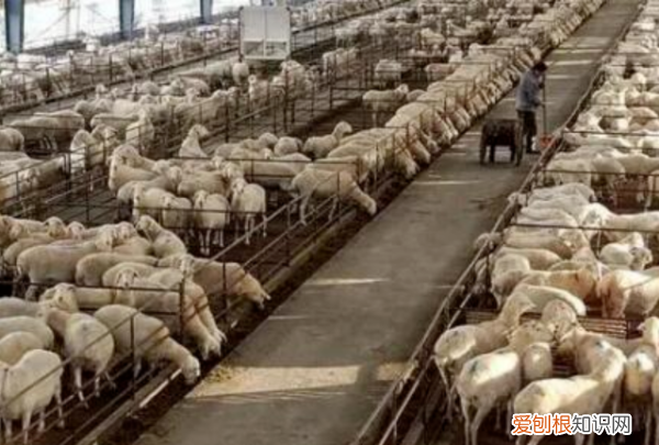 雪貂好养，穷人养殖业什么最稳