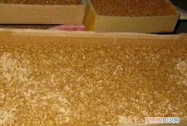 雪貂好养，穷人养殖业什么最稳