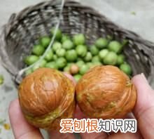 青皮核桃染黑手怎么洗,打山核桃手黑了怎么能洗干净