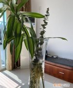 水为什么变绿，水培植物本来都发根了为什么水变绿了根