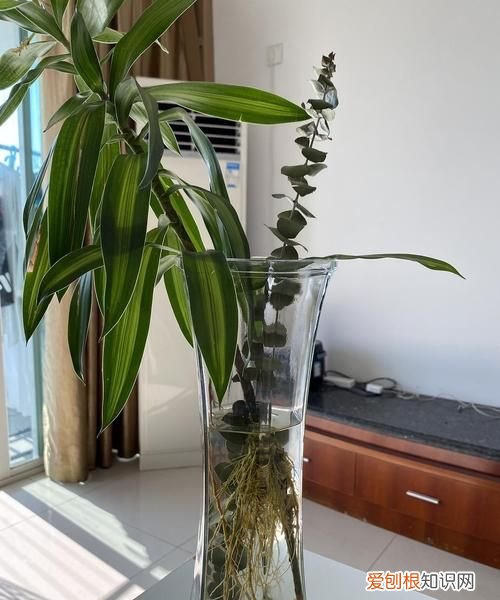 水为什么变绿,水培植物本来都发根了为什么水变绿了根