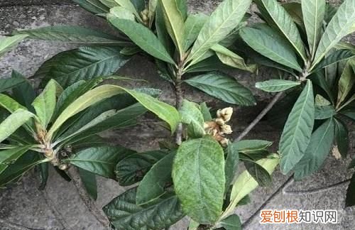 枇杷多了吃不完怎么办,枇杷树不发新芽生长停止了怎么办