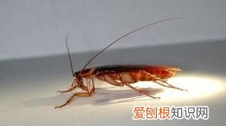 蟑螂怎样彻底消灭,怎样才能彻底消灭小强