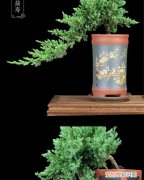 珍珠柏盆景寓意，日本珍珠柏盆景怎么养