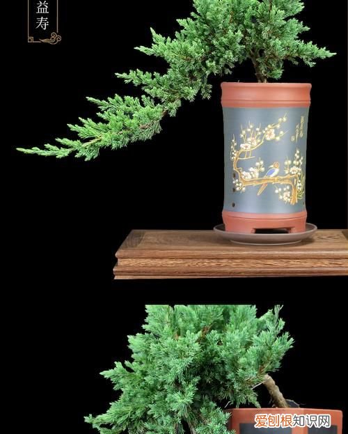 珍珠柏盆景寓意,日本珍珠柏盆景怎么养