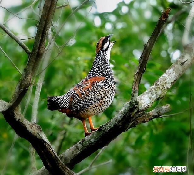 因写鹧鸪诗而得雅号的唐末诗人是