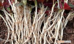 折耳根黑了还能吃吗