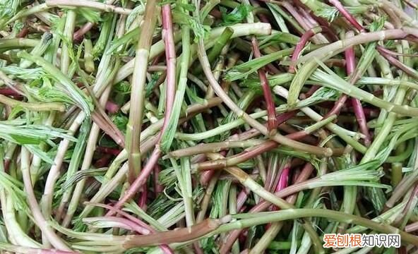 泥蒿怎么保存,泥蒿怎么保存长久